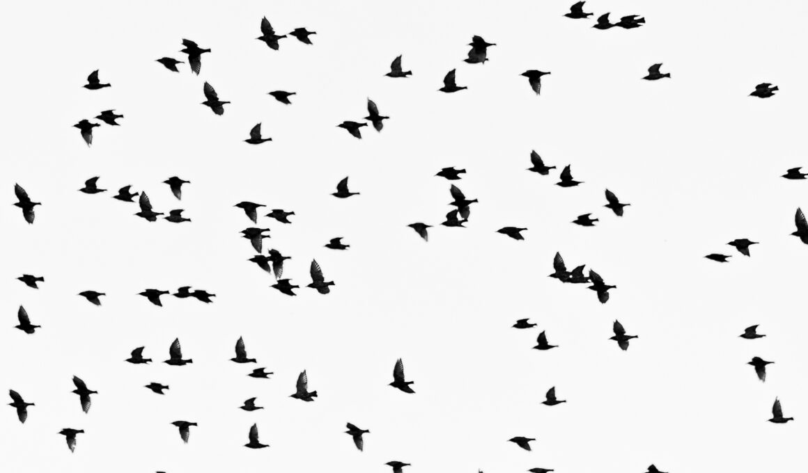 Nuisances sonores liées aux dispositifs d'effarouchement des oiseaux