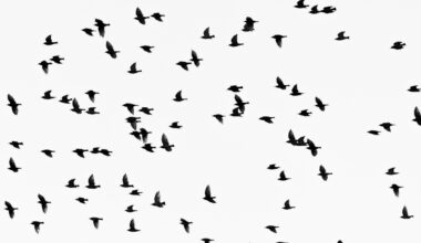 Nuisances sonores liées aux dispositifs d'effarouchement des oiseaux